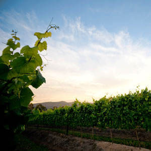 A vineyard in Plett