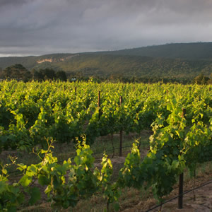 A vineyard in Plett